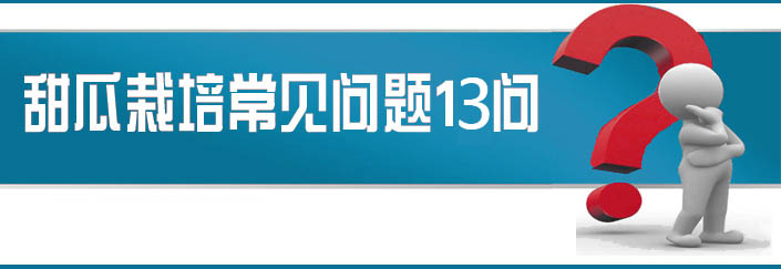 蔬菜種子栽培技術(shù)-<strong><font color='#006428'>甜瓜栽培常見問題13問？</font></strong>