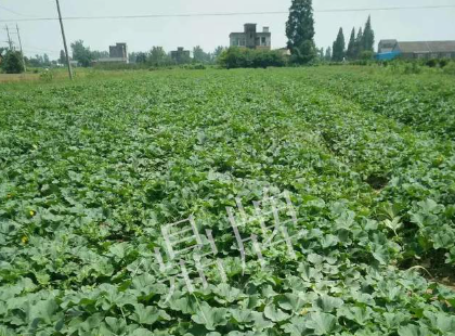 蔬菜種子種植戶客戶點評-今年秋季，什么甜瓜品種表現(xiàn)好？