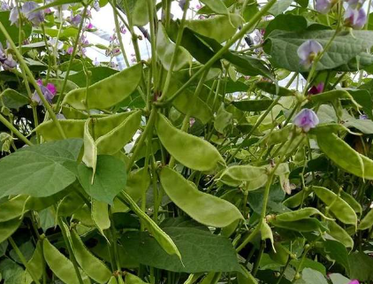 蔬菜種子種植戶客戶點評-一梭梭的，真是結坨了，“特早春”扁豆市斤批價達到10元