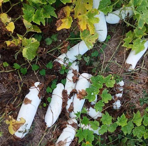 您種植過(guò)“堆堆瓜”嗎？看一看，地上全是瓜！一睹芳容