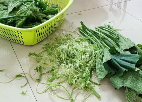 菜農(nóng)種植無需噴農(nóng)藥的蔬菜，不僅栽培簡單、而且效益高