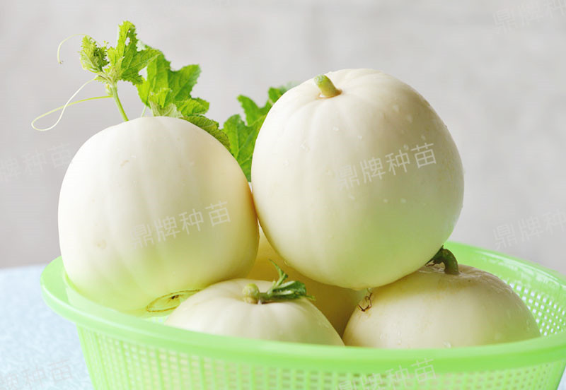 就這4個薄皮甜瓜，畝產(chǎn)萬斤很輕松，瓜果菜農(nóng)搶著種植