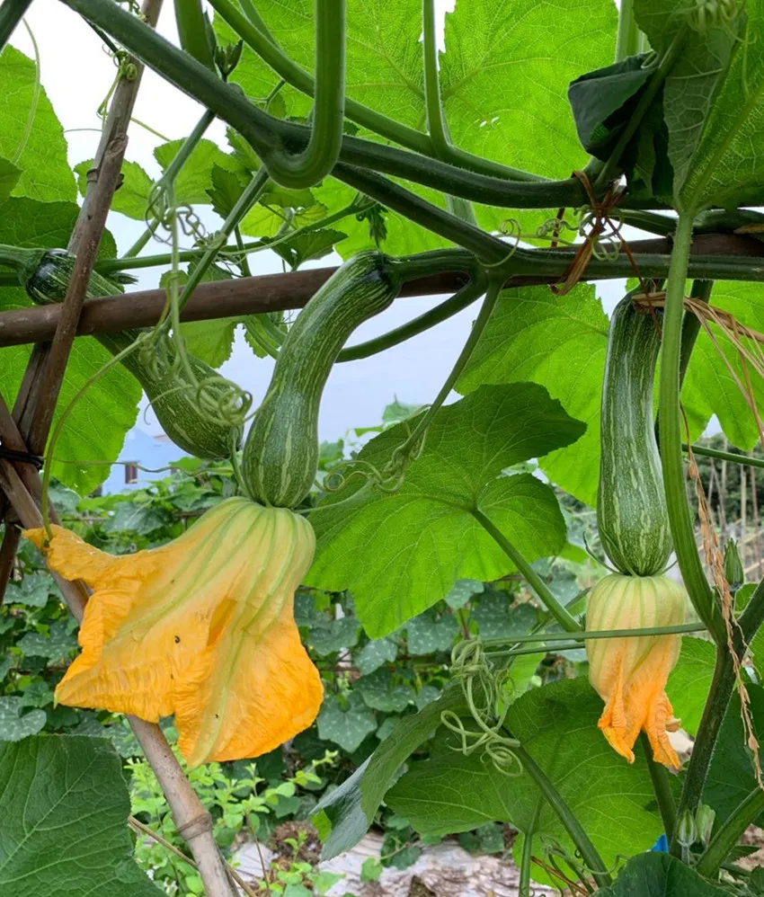 3元1斤的健美蜜本南瓜快成熟了，緬甸種植戶發(fā)來圖片與視頻