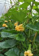 蔬菜種子種植戶客戶點評-在大棚內栽培“健美蜜本”南瓜，怎么樣？看菜農石昌斌發(fā)來的圖片