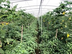 蔬菜種子種植戶客戶點評-這個品種，結瓜太夸張了！太恐怖了！
