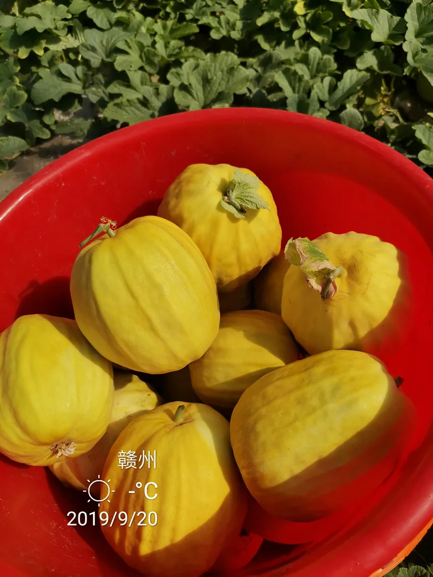 高溫季節(jié)種植甜瓜，什么品種最好？這個(gè)品種是秋季上市的專用品種