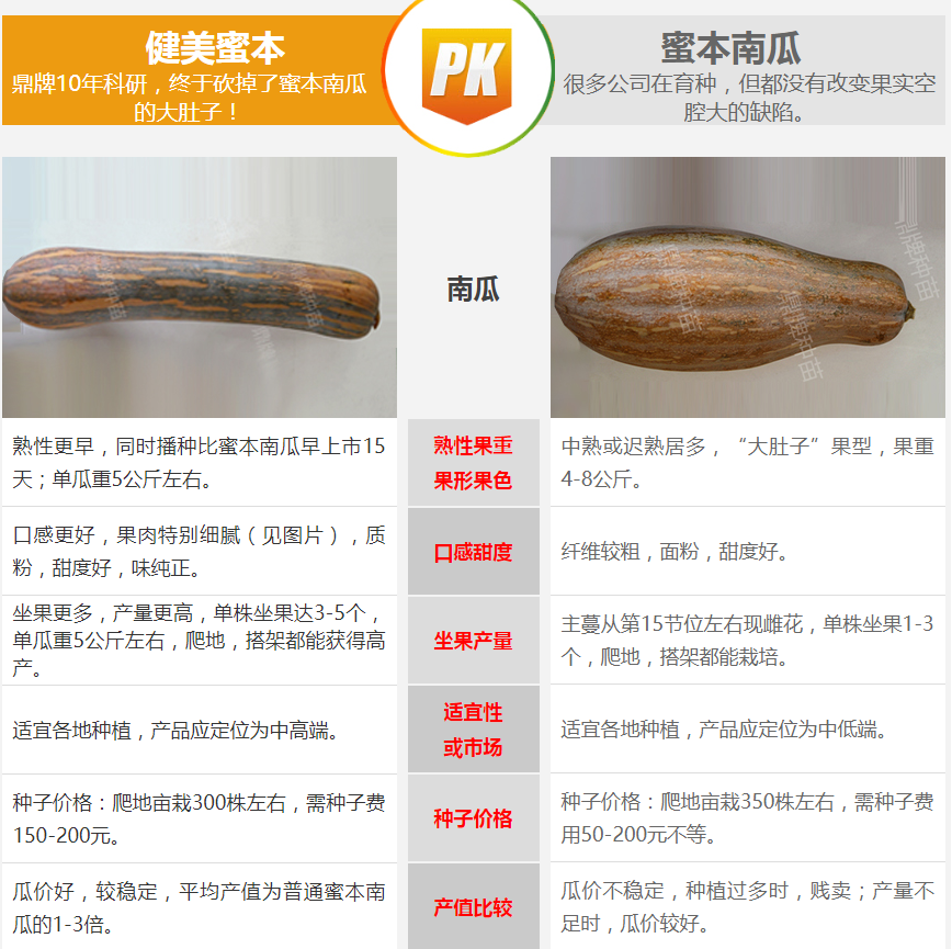 生吃都好吃南瓜新品種，沒有大肚子，肉質(zhì)更密致，農(nóng)戶試種下
