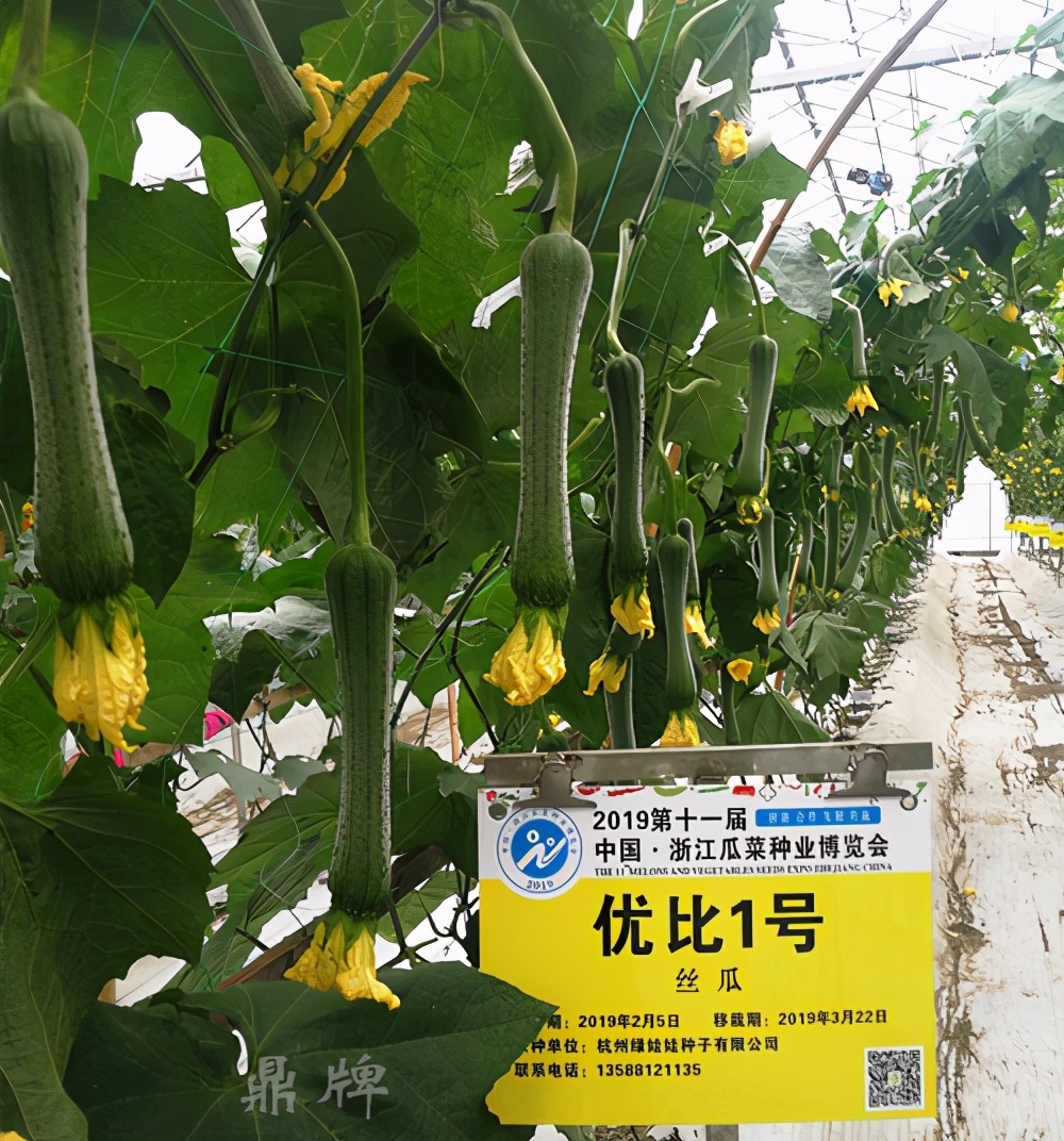 這個絲瓜畝產(chǎn)可達8000公斤，菜農(nóng)2021年致富的絲瓜品種