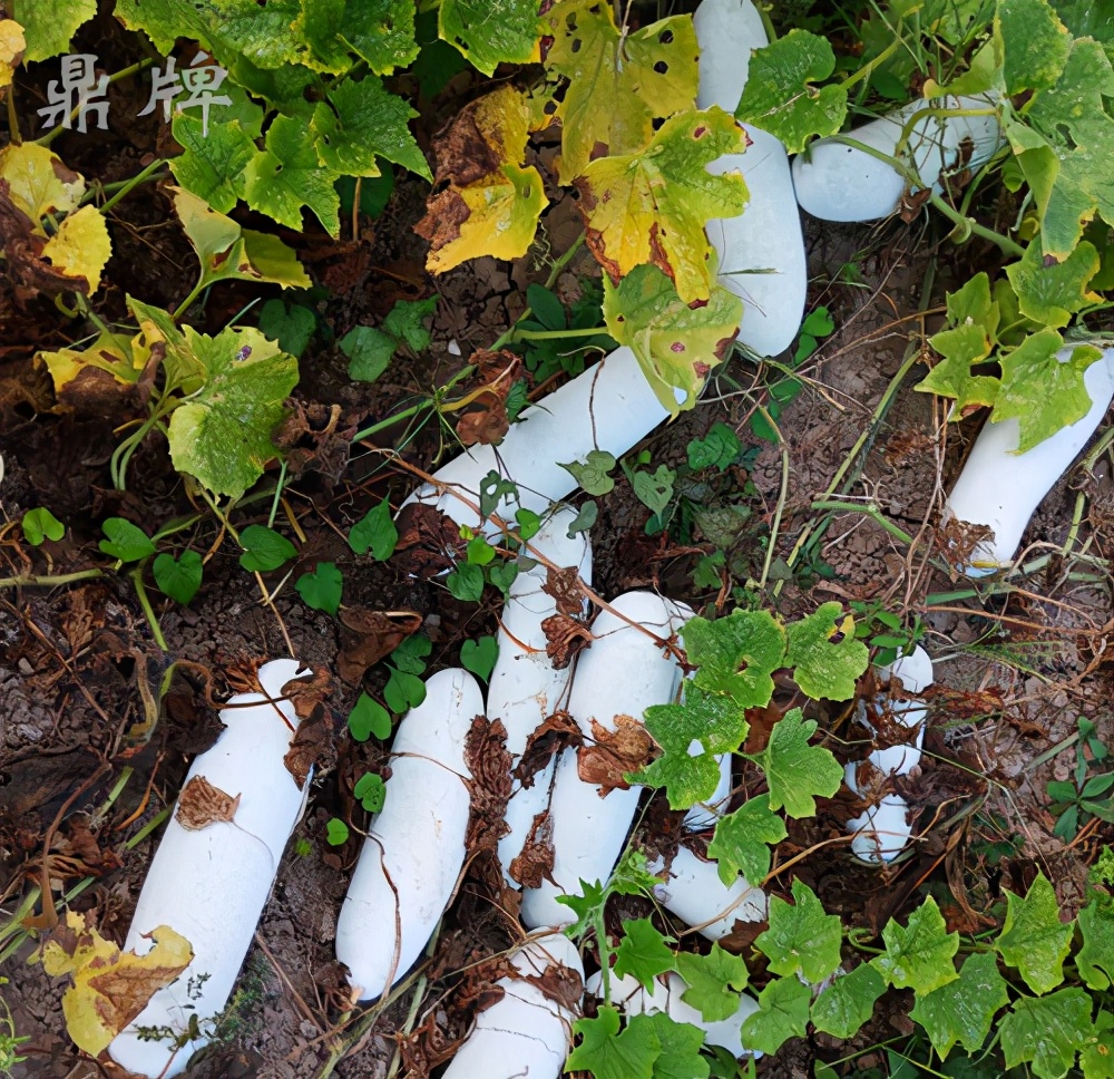 畝產(chǎn)值可達3萬元的冬瓜終上市，21年科研沉淀成就它