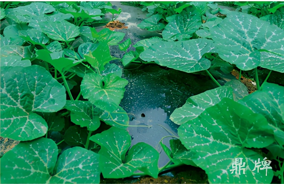 種這種綠葉菜，栽培輕松，畝產(chǎn)值過萬元，菜農(nóng)表示很劃算