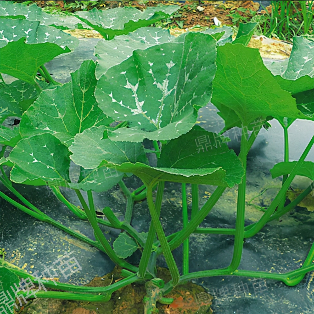 種這種綠葉菜，栽培輕松，畝產(chǎn)值過萬元，菜農(nóng)表示很劃算