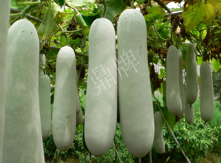 這個品種太優(yōu)秀了！耐儲耐運，適合大面積種植，菜農瓜販都喜歡