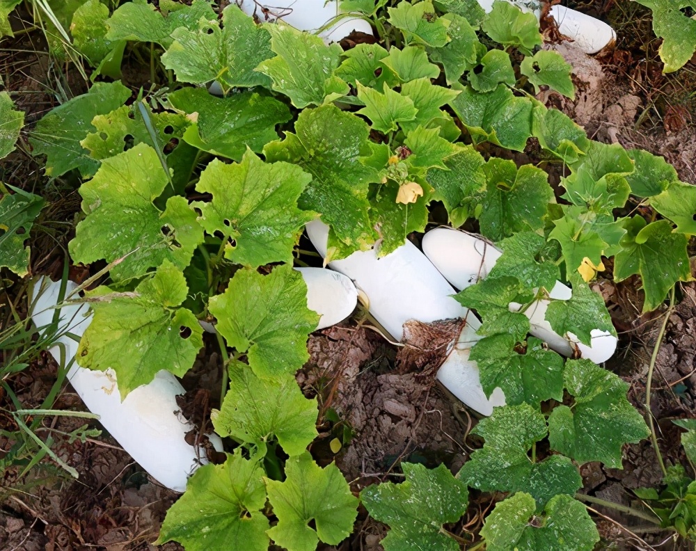 這個品種太優(yōu)秀了！耐儲耐運，適合大面積種植，菜農瓜販都喜歡