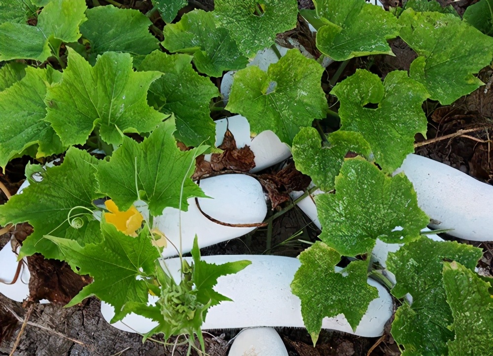 這個品種太優(yōu)秀了！耐儲耐運，適合大面積種植，菜農瓜販都喜歡
