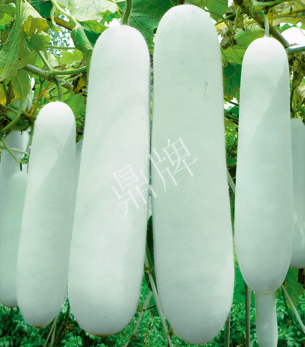 這個品種太優(yōu)秀了！耐儲耐運，適合大面積種植，菜農瓜販都喜歡