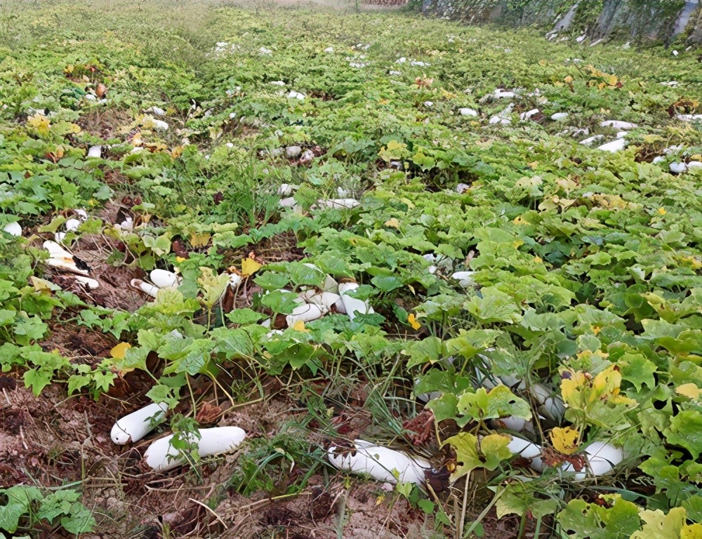 這個品種太優(yōu)秀了！耐儲耐運，適合大面積種植，菜農瓜販都喜歡