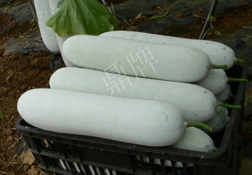這個品種太優(yōu)秀了！耐儲耐運，適合大面積種植，菜農瓜販都喜歡