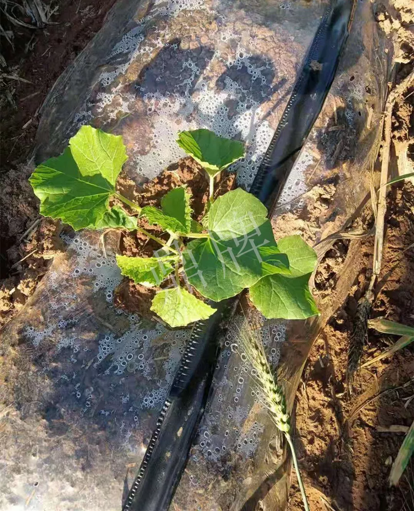 河南焦作的李向林今年種植甜瓜新品種，客戶直接拉貨走人
