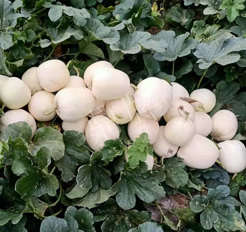河南焦作的李向林今年種植甜瓜新品種，客戶直接拉貨走人