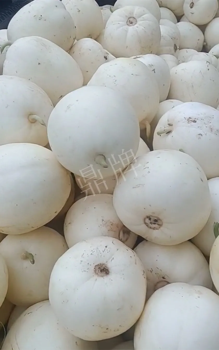 河南焦作的李向林今年種植甜瓜新品種，客戶直接拉貨走人