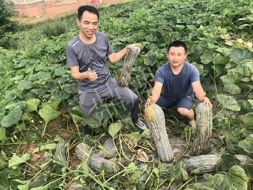 四川農(nóng)戶今年種“健美蜜本”南瓜產(chǎn)量高，品質(zhì)好，感覺巴適得很