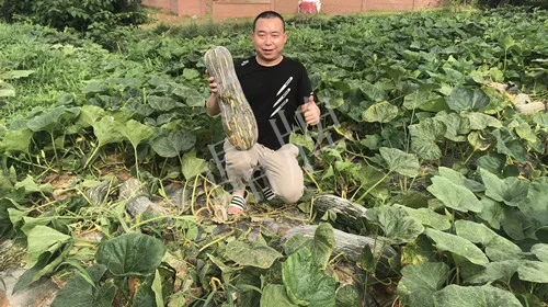 四川農(nóng)戶今年種“健美蜜本”南瓜產(chǎn)量高，品質(zhì)好，感覺巴適得很