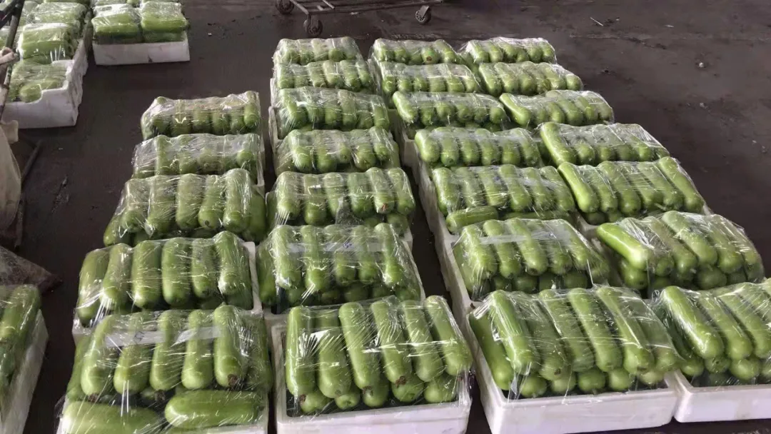這個品種上市早，價格好！我連續(xù)種了三年，滿意