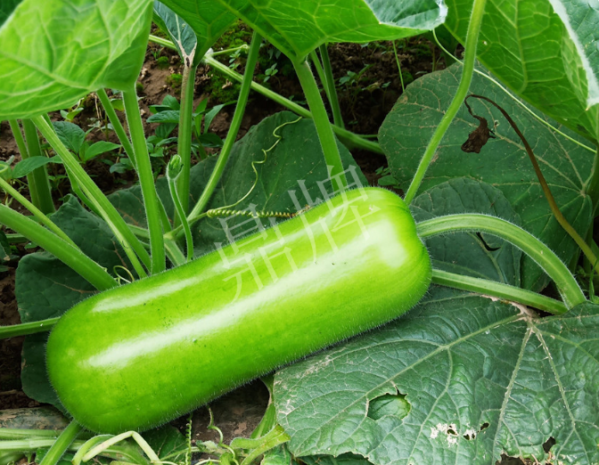 蔬菜種子種植戶客戶點評-牛逼！我露地栽培的瓠瓜，比別人大棚的還早上市！