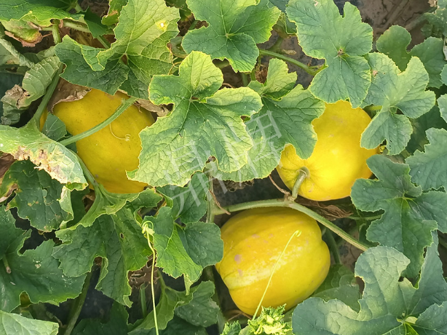 蔬菜種子種植戶客戶點評-種它！種它！高溫季節(jié)就種它！
