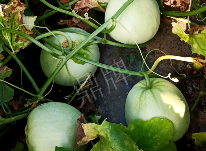 蔬菜種子種植戶客戶點評-種植這個品種，謹防小偷?。?！