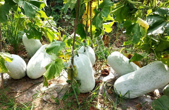 蔬菜種子種植戶客戶點評-驚訝！炎炎烈日下，小孩大聲喊：“大雪球！大雪球……”怎樣一回事？