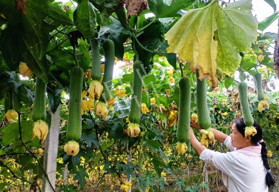 蔬菜種子種植戶客戶點評-8月，持續(xù)高溫下，這種絲瓜少見，少見！