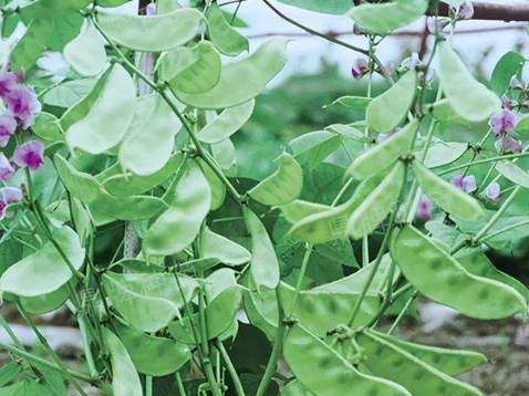 蔬菜種子種植戶客戶點評-鼎牌幫我度難關(guān)，決心助我大豐收！
