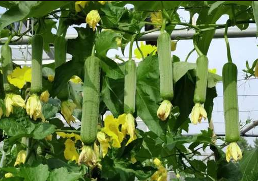 蔬菜種子種植戶客戶點評-每畝收入2萬元！這個絲瓜品種大受歡迎！