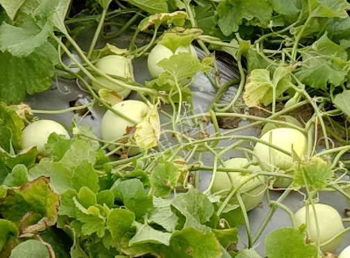 蔬菜種子種植戶客戶點評-種植甜瓜20年，這個品種讓我更省心！