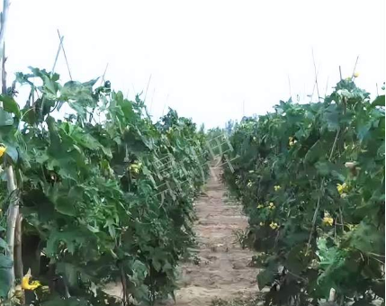 蔬菜種子種植戶客戶點評-種植這個品種，獲得高收入，老婆的功勞最大