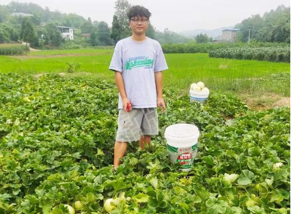 蔬菜種子種植戶客戶點評-甜瓜新品上市，每個賣9元，很暢銷！