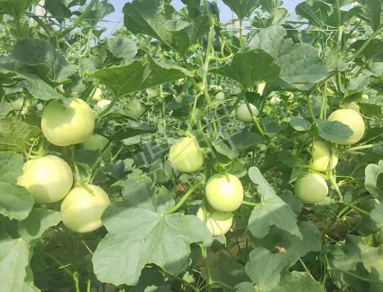 蔬菜種子種植戶客戶點評-種植這個新品種，我感到非常滿意！