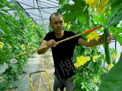 蔬菜種子種植戶客戶點評-這種絲瓜在法國，批發(fā)都是30元/kg