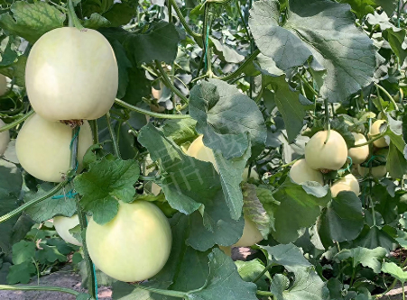 蔬菜種子種植戶客戶點評-“玉奶香2號”甜瓜，真的有那么好嗎？