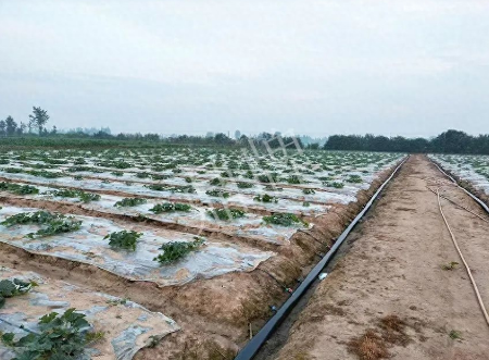 蔬菜種子種植戶客戶點評-80后大廚回鄉(xiāng)種甜瓜，第一年就賺15萬！