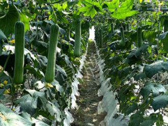 蔬菜種子種植戶客戶點評-高手在民間，浙江蒼南的絲瓜在下半年至春節(jié)，都有大量上市！