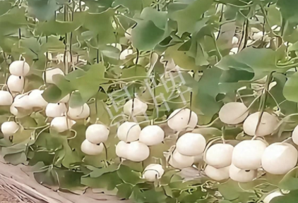 蔬菜種子種植戶客戶點評-現(xiàn)在的瓜菜價格不好，但我種植的優(yōu)質(zhì)甜瓜還是有好的收入！
