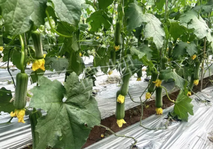 蔬菜種子種植戶客戶點評-這個新品種好不好？？？見證的時候到了！