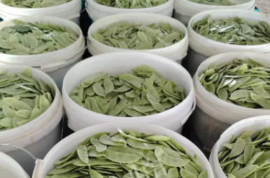 蔬菜種子種植戶客戶點評-時隔20年，我再種這個品種，大家來看看，怎么樣？