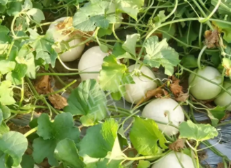 蔬菜種子種植戶種植心得-真有這么好嗎？這個品種我試種了一畝地，猜猜